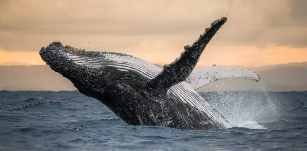 Whale Watching: Le Pays maintient le nombre de prestataires malgré les pressions sur les cétacés