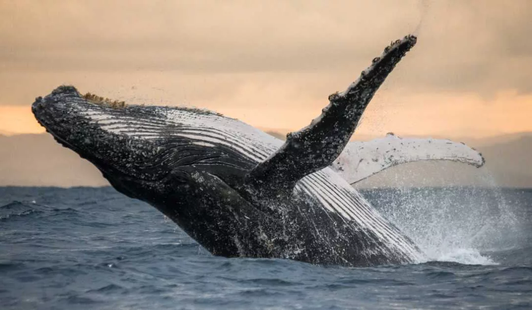 Whale watching: Le Pays maintient le nombre de prestataires malgré les pressions sur les baleines